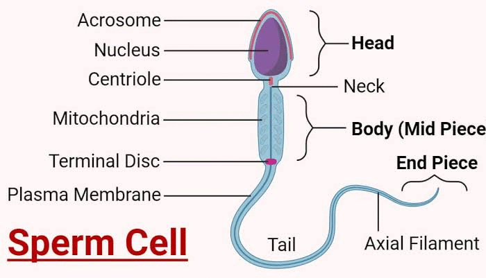 Diagram showing human sperm cell anatomy evaluated during semen analysis testing in Akure
